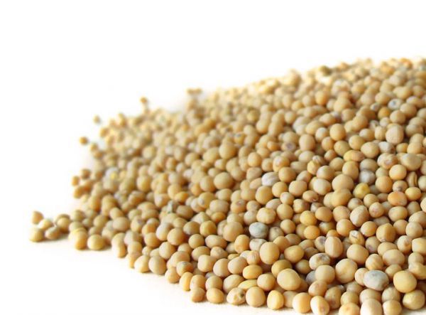 Mustard seeds, yellow