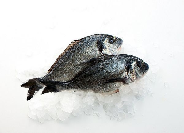 Gilt-head bream